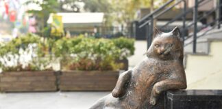 Kentsel dönüşümde yerinden edilen kedi tombili tekrar kaldırımına oturtuldu!