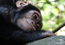 Zorla Hayvanat bahçesine koydular, kaçınca da yeterli uyuşturucumuz yok diye öldürdüler!