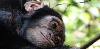 Zorla Hayvanat bahçesine koydular, kaçınca da yeterli uyuşturucumuz yok diye öldürdüler!