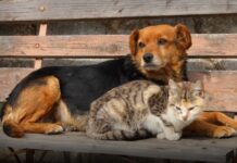 Sokaktan çipi olmayan hayvan sahiplenebilir miyim? İşte cevabı…