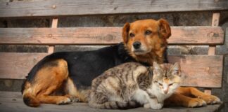 Sokaktan çipi olmayan hayvan sahiplenebilir miyim? İşte cevabı…