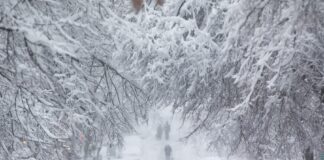 Kuzey Amerika: -40 ila -56 Derece; 5 Dakikada Öldürüyor!