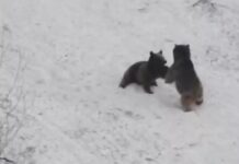 📽️Tunceli’de boz ayılar 2023’ü oynayıp yuvarlanarak karşılıyor!