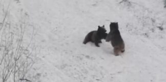 📽️Tunceli’de boz ayılar 2023’ü oynayıp yuvarlanarak karşılıyor!