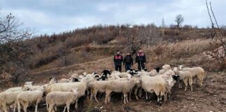 Aydın’da kayboldular, 35 kilometre yol alıp İzmir’de ortaya çıktılar!
