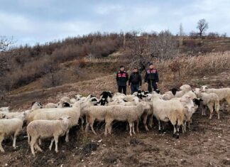 Aydın’da kayboldular, 35 kilometre yol alıp İzmir’de ortaya çıktılar!