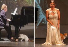 Opera sever kediler sahne aldı!