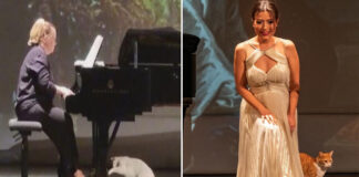 Opera sever kediler sahne aldı!