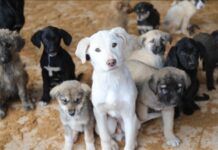 SPUTNİK: Evcil hayvanlara çip uygulamasında yasal süre doldu, sokağa terk edilmeler arttı