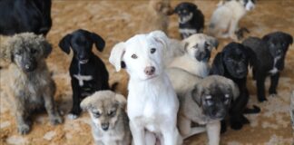 SPUTNİK: Evcil hayvanlara çip uygulamasında yasal süre doldu, sokağa terk edilmeler arttı