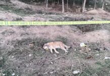 Ankara’da tüfekle öldürülmüş 4 köpek bulundu.