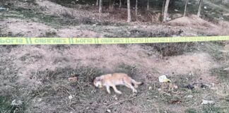 Ankara’da tüfekle öldürülmüş 4 köpek bulundu.