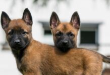 Belçikalı Malinois dünyanın en zeki köpeği seçildi…