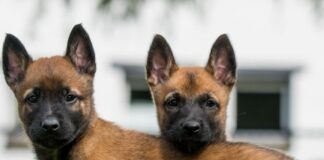 Belçikalı Malinois dünyanın en zeki köpeği seçildi…