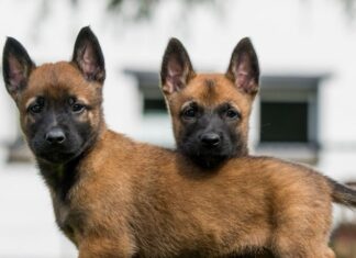 Belçikalı Malinois dünyanın en zeki köpeği seçildi…