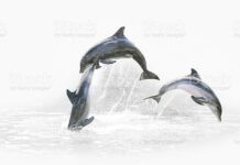 Kendimize benzettik: Yunuslar artık ıslıkla değil bağırarak iletişim kuruyor!