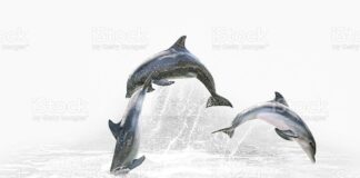 Kendimize benzettik: Yunuslar artık ıslıkla değil bağırarak iletişim kuruyor!