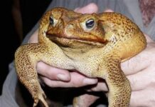 İşte, kurbağaların ‘dinazoru’! Dünyanın en büyük kara kurbağası bulundu