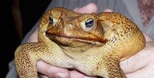 İşte, kurbağaların ‘dinazoru’! Dünyanın en büyük kara kurbağası bulundu