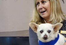 Taht ve taç el değiştirdi : Yaşayan en yaşlı köpek unvanı Gino’dan Spike’a geçti!