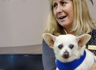 Taht ve taç el değiştirdi : Yaşayan en yaşlı köpek unvanı Gino’dan Spike’a geçti!