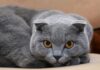 Hollanda, Scottish Fold (İskoç) kedileri yasaklıyor