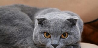 Hollanda, Scottish Fold (İskoç) kedileri yasaklıyor