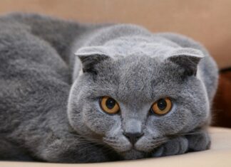 Hollanda, Scottish Fold (İskoç) kedileri yasaklıyor