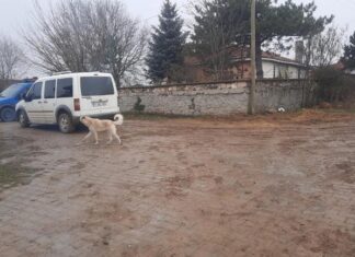 Emekli jandarma asker, eşini ve 1 oğlunu öldürdü birini de yaraladı