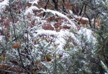 📽️İstanbul’da kar taneleri!