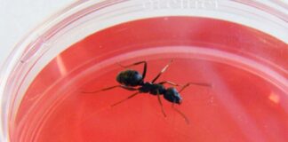 Karıncalar, idrar kokusundan çeşitli kanser türlerini algılayabiliyor.