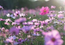 Birinci cemre bugün/yarın havaya !