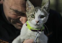 Bosna Hersek kurtarma ekibinden Spahovic, sahiplendiği kediye enkazdan kurtarılan Aleyna’nın ismini verdi.