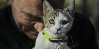 Bosna Hersek kurtarma ekibinden Spahovic, sahiplendiği kediye enkazdan kurtarılan Aleyna’nın ismini verdi.