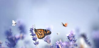 İkinci cemre ne zaman ve nereye düşecek?