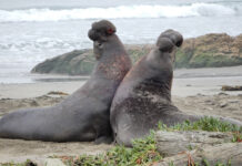 Sahilde seks ölüme davetiye: Aşırı çok eşlilik baskıları güney deniz fililerini erken ölüme sürüklüyor!