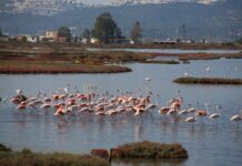 Mahkeme, Milas Kuş Alanı’ndaki ‘Turizm Kenti’ projesine ÇED’ in verdiği olumlu kararı iptal etti