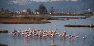 Mahkeme, Milas Kuş Alanı’ndaki ‘Turizm Kenti’ projesine ÇED’ in verdiği olumlu kararı iptal etti