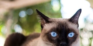 İngiltere’de Tüm Kedilerin öldürülmesi planlanmış sonra vazgeçilmiş!