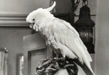 Bir kuşağın sevilen dizisi ‘Baretta’;Robert Blake hayatını kaybetti