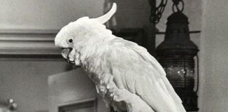 Bir kuşağın sevilen dizisi ‘Baretta’;Robert Blake hayatını kaybetti