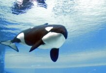 📽️Dünyanın en yalnız balinası Kiska, onlarca yıl yalnız yaşadıktan sonra 47 yaşında öldü