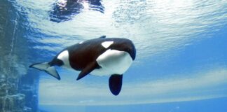 📽️Dünyanın en yalnız balinası Kiska, onlarca yıl yalnız yaşadıktan sonra 47 yaşında öldü