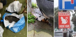 Vahşet! Sapıklık ! Cinayet! Kadıköy’de toplu kedi katliamı… 34 kedi ölü bulundu!