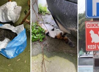 Vahşet! Sapıklık ! Cinayet! Kadıköy’de toplu kedi katliamı… 34 kedi ölü bulundu!