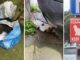 Vahşet! Sapıklık ! Cinayet! Kadıköy’de toplu kedi katliamı… 34 kedi ölü bulundu!