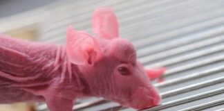 Ah şu genetikçi tayfası! Farelerde boynuz çıkarttılar…