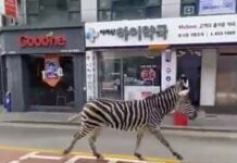 📽️ Sero; firar etti, dolaştı, özgürlüğü tattı… Yakalandı!