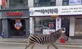 📽️ Sero; firar etti, dolaştı, özgürlüğü tattı… Yakalandı!