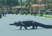 Bu ANKAPARK’tan kaçan bir mülteci değil; Florida’da kurallara uygun biçimde karşıdan karşıya geçen bir timsah!